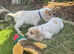 Ready Wednesday! Gorgeous cocker spaniel puppies