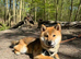 Male Sesame Shiba Inu