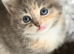 ️ last kitten remaining ️