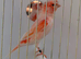 2025 male harlequin