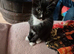 Exquisite, Affordable kittens. X Siamese