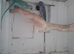 Breeding pair's of Ringnecks