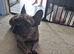 French bulldog x English bulldog