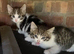 3 Kittens Ready To Leave