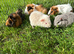 Beautiful Baby Guinea Pigs Mixed Colour Male & Femal