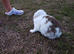 Mini lop kits - Nearly 10 weeks old- 5 does/1 buck