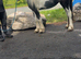 Half bred 2 year old filly