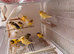 Persian canary's and Lancashire canary's