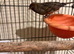 Canaries with cage
