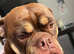 Olde English Bulldogge&rsquo;s