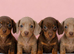 Beautiful dachshund puppies ready for their forever homes