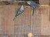 Baby budgies