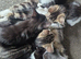 Playfully kittens ready for forever homes