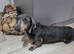 Miniature Dachshund blue tan girl