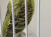 Baby budgie ring number 26 2026 rung