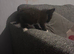 male kitten