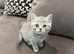 Scottish Fold x British Shorthair Kittens &ndash; 3 Weeks Old