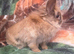Lionhead rabit for rehome