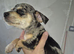 Last 2 available Jack Russell X Chihuahua pups