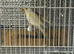 Mixd canaries