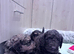 Cockapoo puppies
