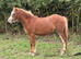 Beautiful Welsh section A filly
