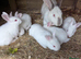 New Zealand California Rabbits