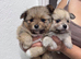 My beautiful female Pomeranian have two beautiful puppies 6 weeks old