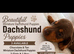 Miniature dachshund puppies