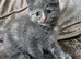 5 kittens x British blue shorthair crossed