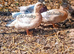 Pair & a Female Call Ducks