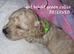 Cavapoochon