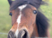 Filly 14th old