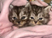 4 Stunning Kittens