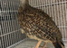 Grey francolin female
