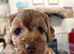 F1B Cockapoo puppies - Lovely colours - Girls & Boys