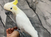 Stunning Super Affectionate Cuddly Tame Lesser Sulphur Crested Cockatoo Parrot,5