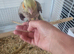 Hand reared super tame baby cockatiels