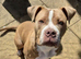 Staffy x Victorian Bulldog