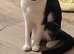 1 year old female British shorthair cross