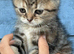 Scottish fold x BSH