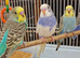 Super Tamed baby budgies for sale