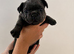 Pati's Prestige Pups- KC registered French Bulldog puppies