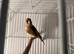 P-Throat Goldfinch Hen 2025