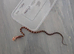 Stunning corn snakes