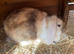 Beautiful colour mini lop