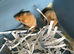 Syrian Hamster Baby&rsquo;s - Ready 8th July