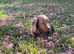 Long haird mini Dachshund puppies