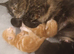 Kittens x 4