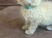 Pure Blue Point & Lynx Ragdoll Kittens 2 girls. 1 boy. REDUCED)